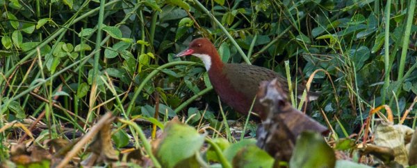 This strange, flightless bird evolved into existence twice across millennia