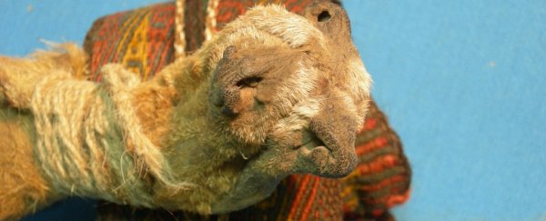 This 1,000-year-old shaman's bag contained various psychotropic drugs, including coke