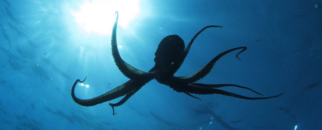 Scientists Are Warning That We Absolutely Must Not Farm Octopuses