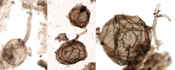 Scientists have discovered the oldest fossils of multicellular life on land