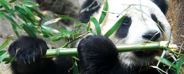 Mostly vegan pandas have a surprising carnivorous quirk to their diet