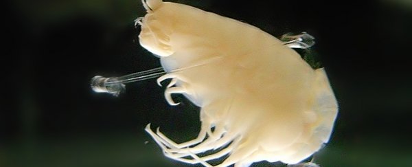 Tiny deep-sea Creatures are Building Their Own Armour To Survive the Crushing Depths