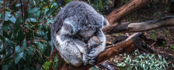 Experts announce koalas are 'functionally extinct'. Here's what that means