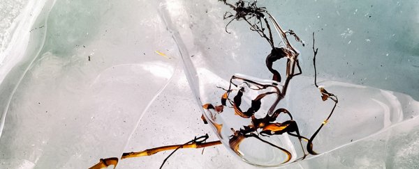 A strange effect has been expanding the hidden underwater forests of the Arctic