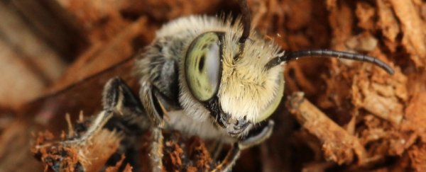 Wild bees have been found building nests entirely out of plastic waste