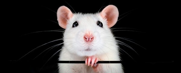 Spraying stem cells up the noses of mice has restored their sense of smell