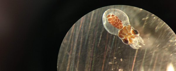 Climate breakdown could send crabs and octopuses blind