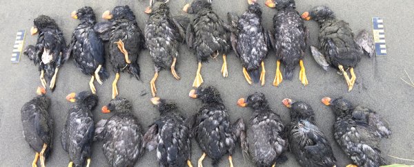 Thousands of puffins perished in Alaska in a massive mortality event