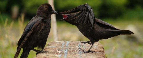 Sulky ravens share their bad mood with their friends