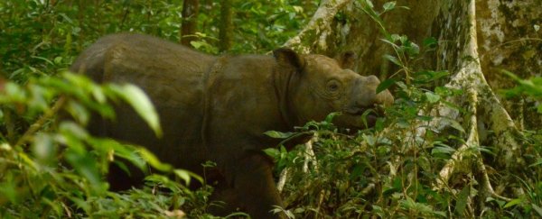 It's official: Malaysia's last male Sumatran rhino is dead