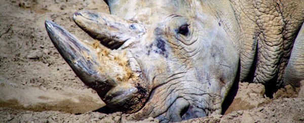 Here are the main takeaways from UN's chilling report on species extinction