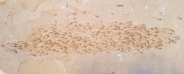 Incredible fossil discovery shows an entire school of fish from 50 million years ago