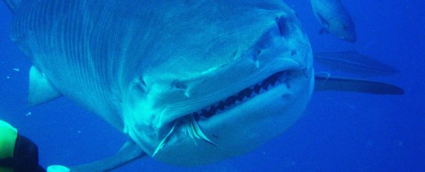 A shark vomit study shows they've been eating a totally unexpected animal