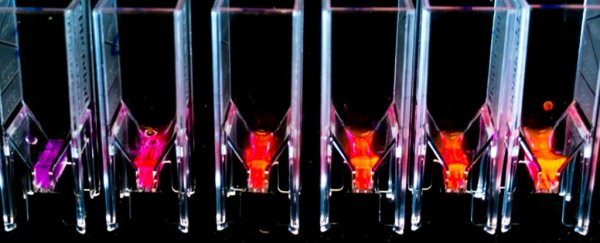 Scientists get closer look at weird algae that are more efficient than solar panels