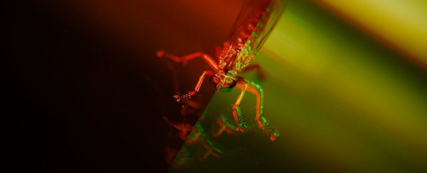 Gene-hacked fungus tested outside the lab effectively 'collapses' mosquito population