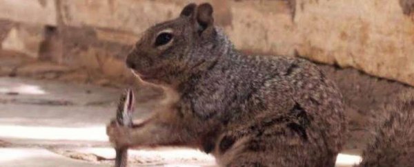 Viral photos show a squirrel biting a snake in Texas. Don't mess with squirrels