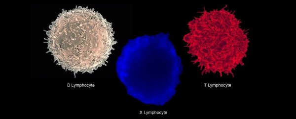 Newly discovered hybrid immune cell could finally explain the cause of type 1 diabetes