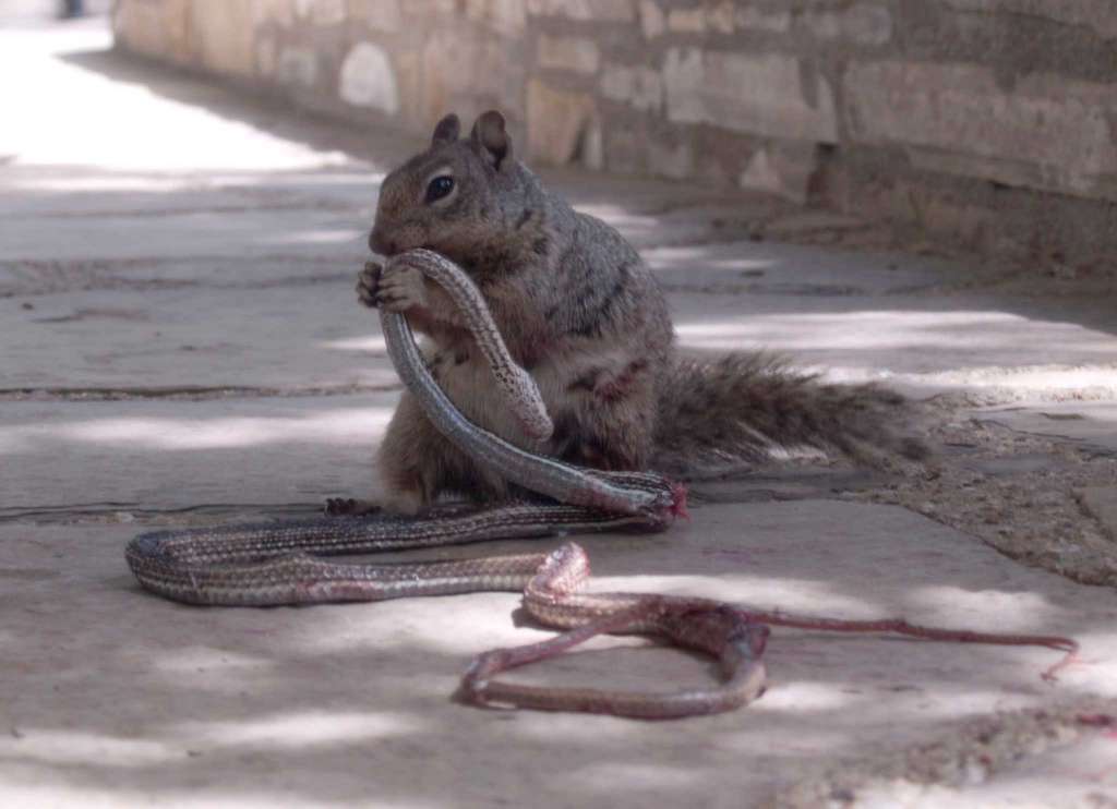 Ardilla roca devorando una serpiente