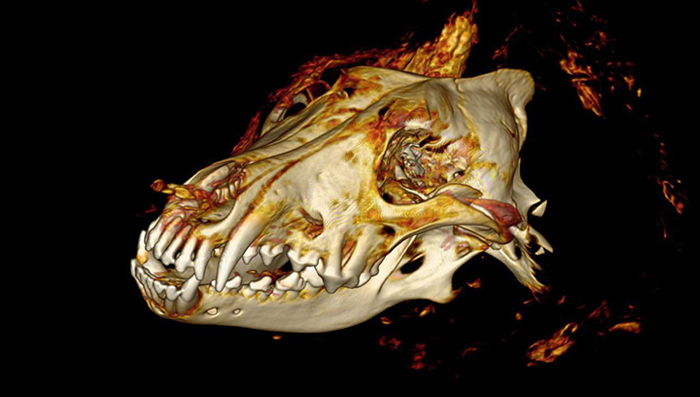 This Giant Severed Wolf Head From 40,000 Years Ago Was Unearthed in Siberia