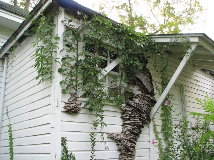 017 super nests wasps 4