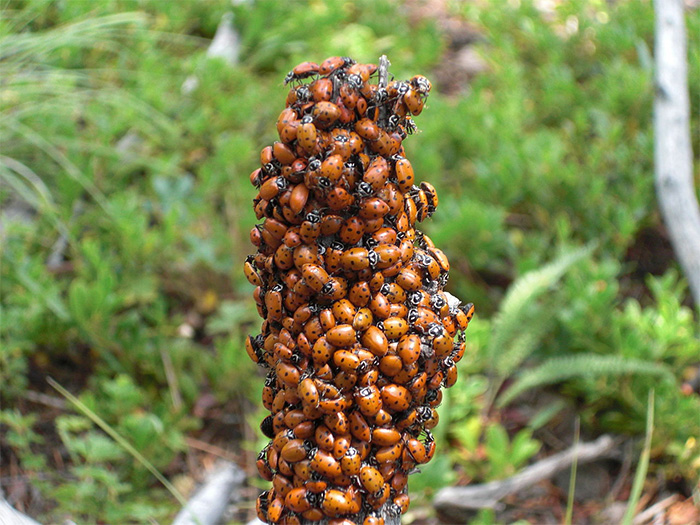 aggregazione per adulti di ladybeetles convergenti