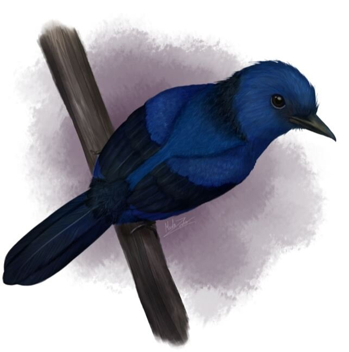 blue bird 2