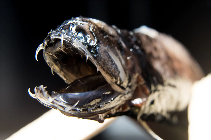 deep sea dragonfish teeth