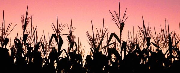 Here's what happened in the 21 years since GM crops were first planted in Spain