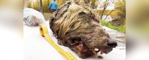 This giant severed wolf head from 40,000 years ago was unearthed in Siberia