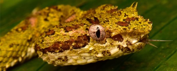 'Lost city' hidden in rainforest reveals treasure trove of rare and unknown creatures