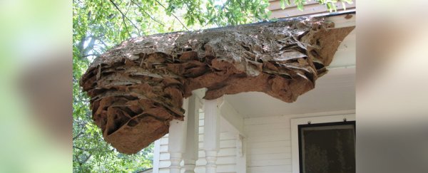 Massive wasp 'super nests' are appearing in Alabama, leaving pest control stumped