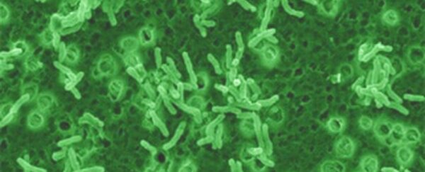 This odd bacterium appears to protect its host from the damaging effects of stress