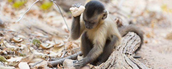Capuchin Monkeys May Have Been in Their Own Unique 'Stone Age' for at Least 3,000 Years