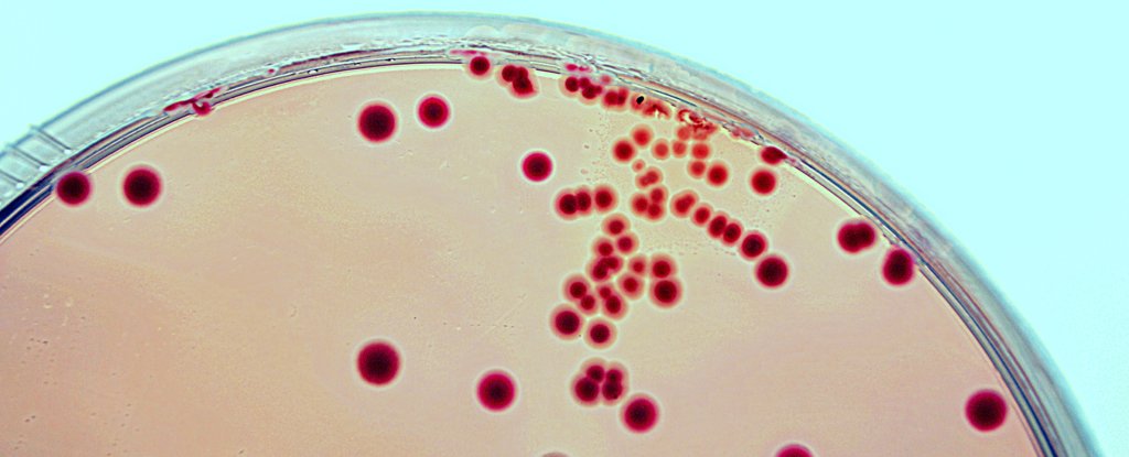 FDA Has Stopped Fecal Transplant Trials After The Death of a Patient - ScienceAlert thumbnail