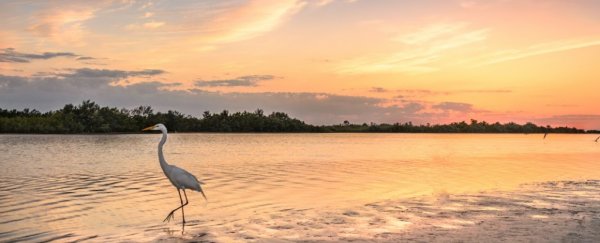 Scientists predict giant 'Dead Zone' the size of Massachusetts in the Gulf of Mexico