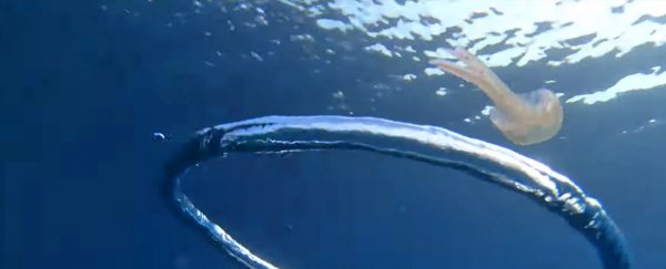 Incredible video shows a jellyfish get sucked into a dizzying bubble ring