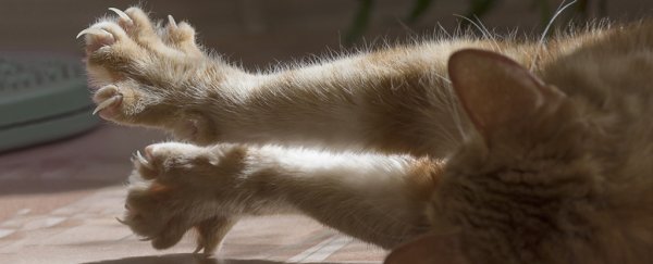 New York is Poised to Become the First US State to Ban Declawing Cats