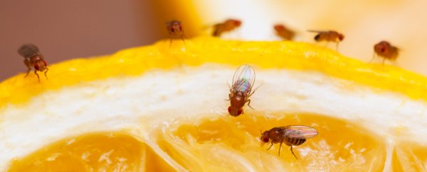 Almost 90% of flying insects tested in hospitals carry potentially harmful bacteria