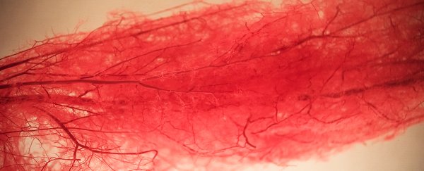 We finally know why arteries harden with age, and there could be a surprising fix for it