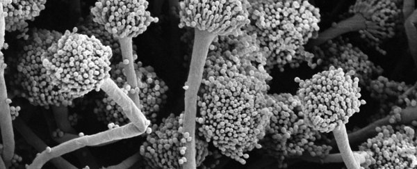 Mould on the space station might be a whole lot tougher to kill than we thought