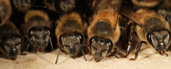 Experiment shows bees can understand a symbolic language for mathematics