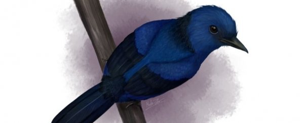 For the first time, scientists have found the colour blue in ancient fossilised feathers