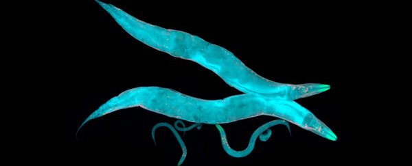 Scientists just found how nerve cells can pass information down several generations