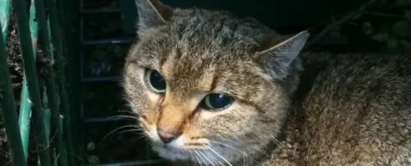 Mysterious 'Cat-Fox' May Be a Newly Discovered Species, Researchers Say