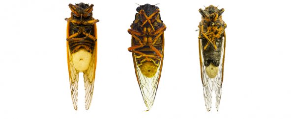 Fungal Hallucinogens send Cicadas on sex binges after their genitals fall off