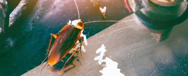 Cockroaches are so tough they Develop Resistance to Pesticides They Haven't Even met