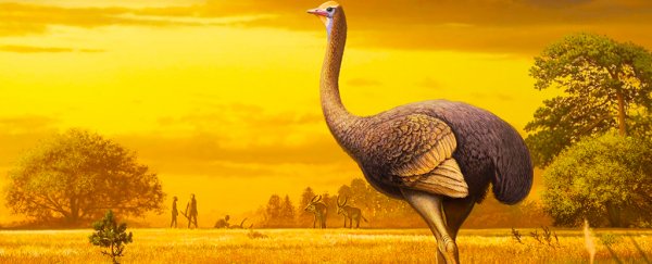 Giant 11-foot bird discovered in Europe would have weighed almost half a tonne