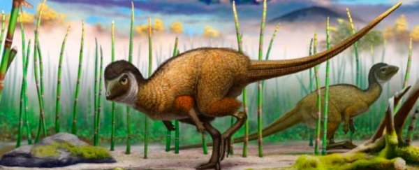 Feathers evolved millions of years before birds, and maybe even before dinosaurs