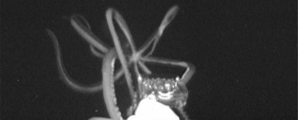 Haunting video shows a giant squid emerge from the darkness in the Gulf of Mexico