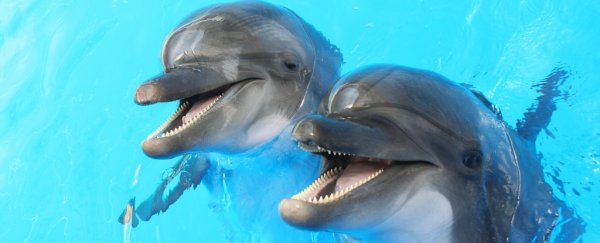 Heartwarming discovery shows dolphins are even more like us than we thought